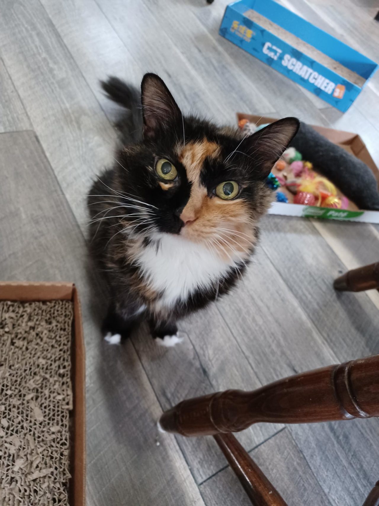 Home Bastet Senior Cat Home, Inc.