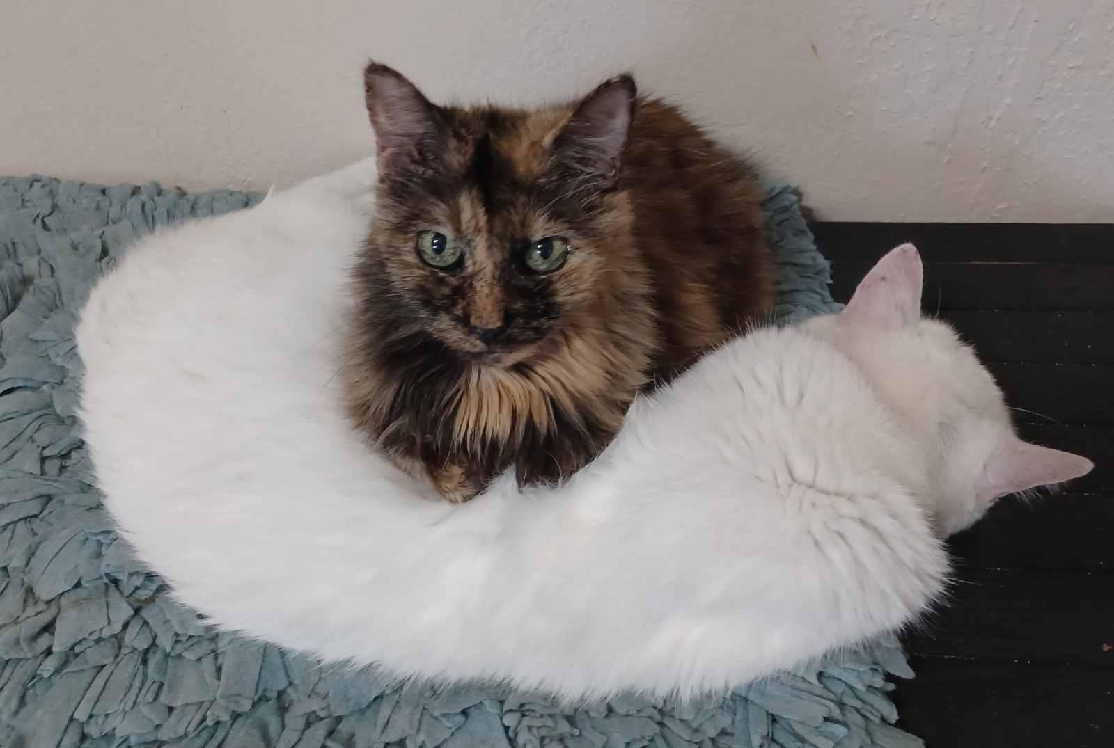 WhatsApp Image 2025-10-16 at 00.19.18_640de0a5